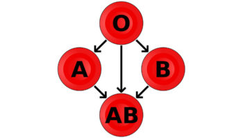 Knowing Your Blood Type Is Vital To Your Health