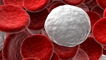 Everything you need to Know about White Blood Cells