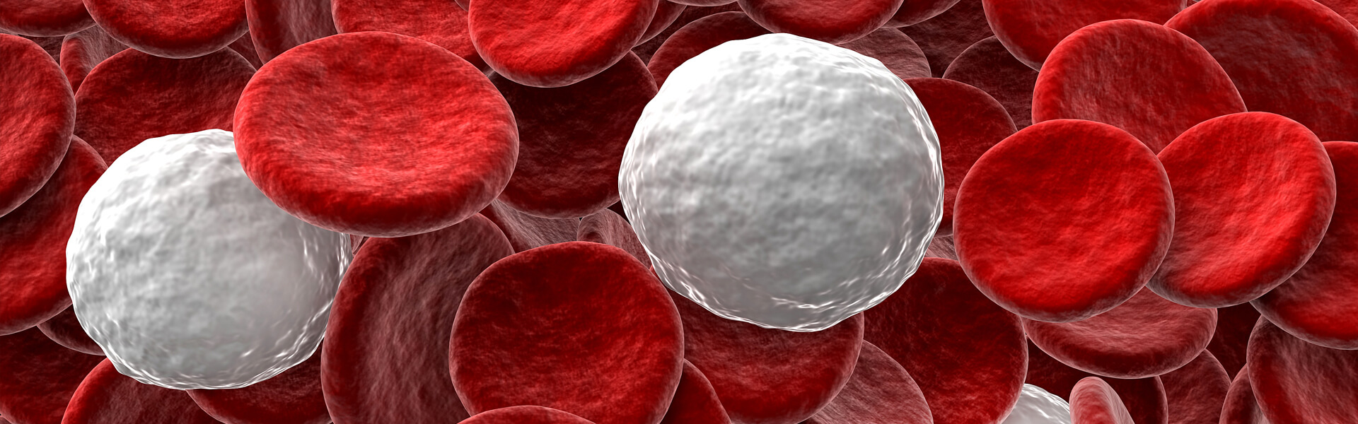 Everything you need to Know about White Blood Cells